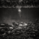 Imagen para el artículo titulado Las impresionantes fotos ganadoras del concurso de National Geographic